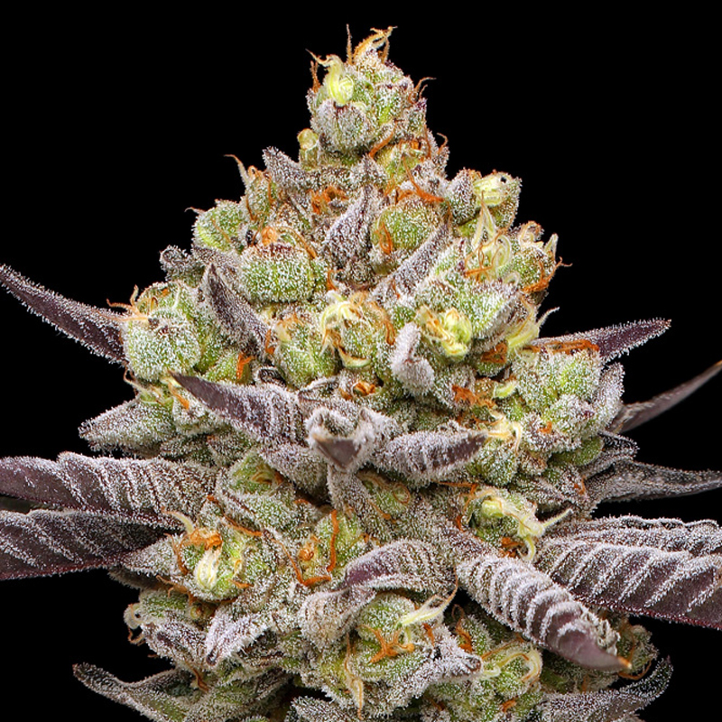 Hyper Za cannabis flower photo