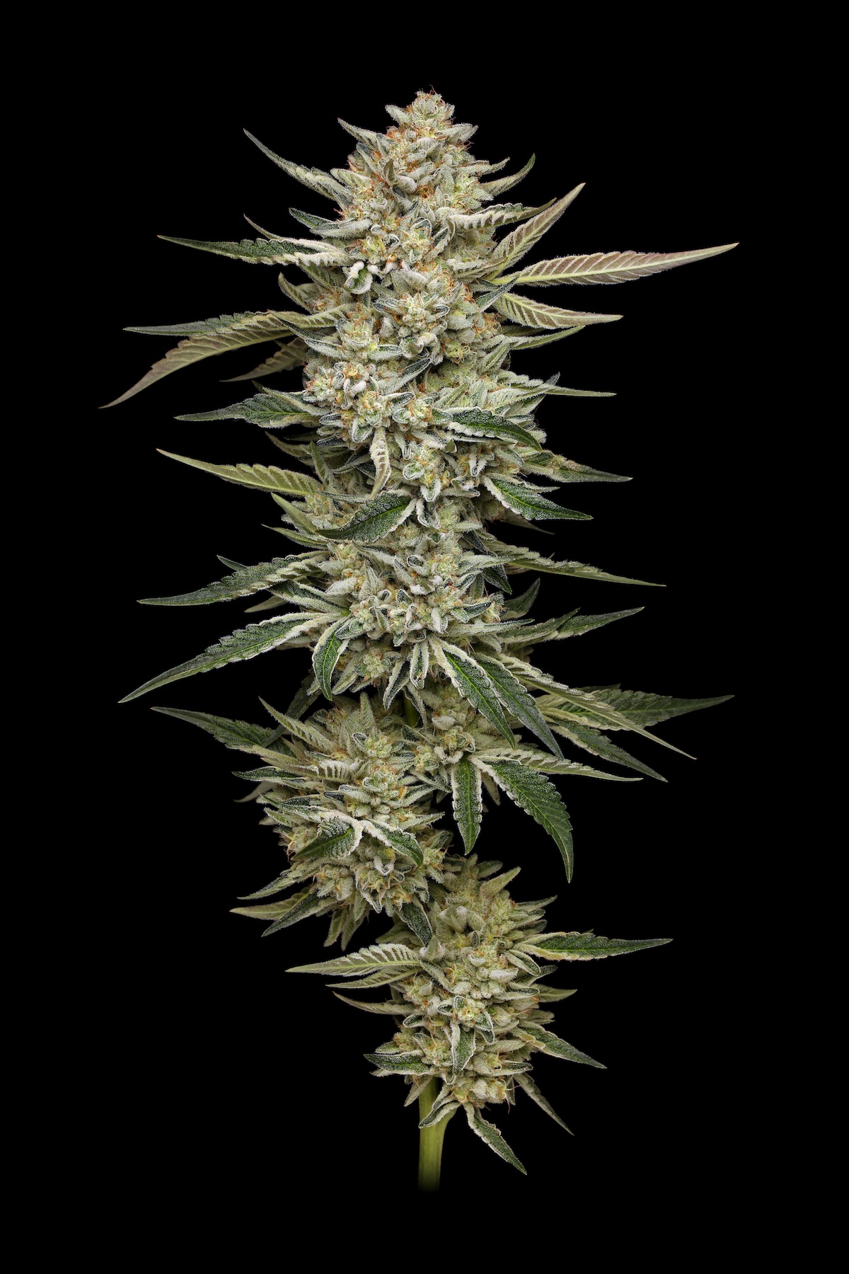Planta de cannabis triploide OG hsc
