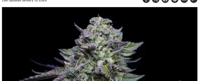 leafly magazine article cover showing The winning strains from Humboldt Seed Company’s latest pheno hunt headline and cannabis plant