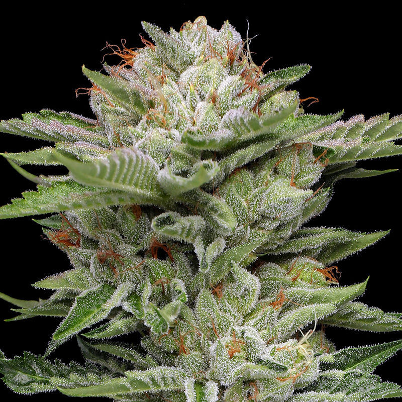 V-Auto cannabis flower photo