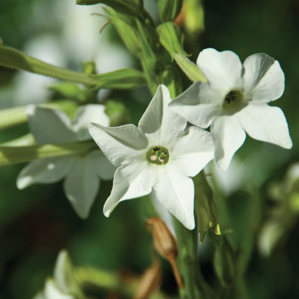 Semillas de Nicotiana Aztec Garden
