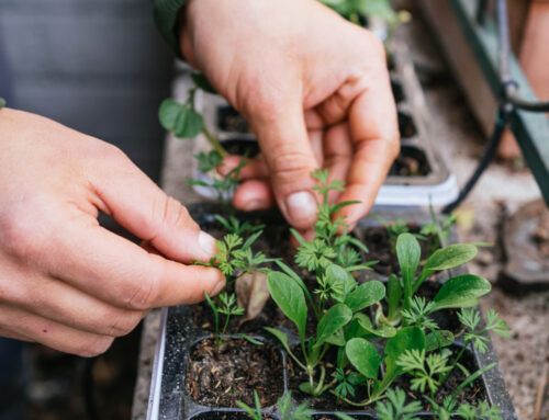 Companion Plants for Cannabis: What to Grow With (and What to Avoid)