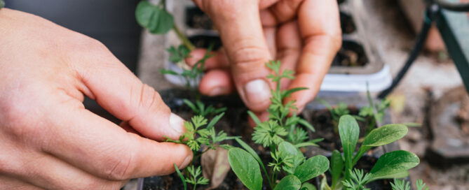 hands growing small garden plants in starter container for garden seeds
