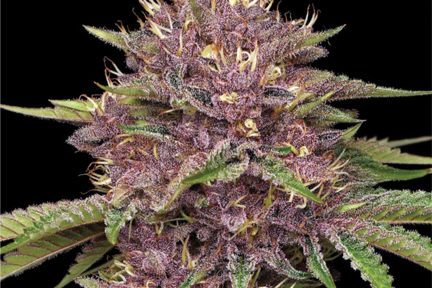 Variedad de cannabis morada de cerca