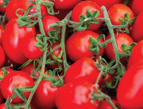 Growing San Marzano Tomato Plants