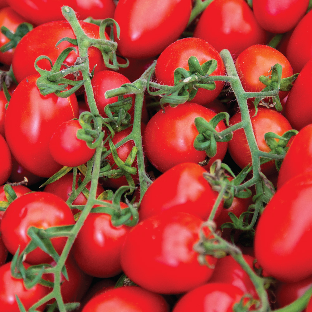 San Marzano Tomato