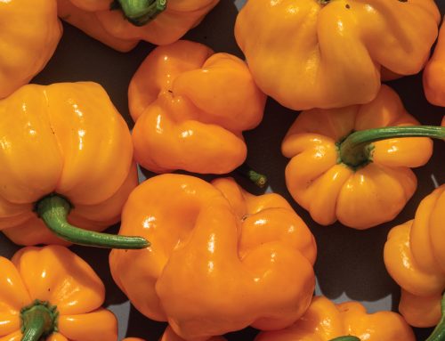 How to Plant and Care for Scotch Bonnet Peppers