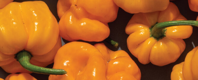 Yellowish orange Scotch Bonnet Peppers, large and small with green stem