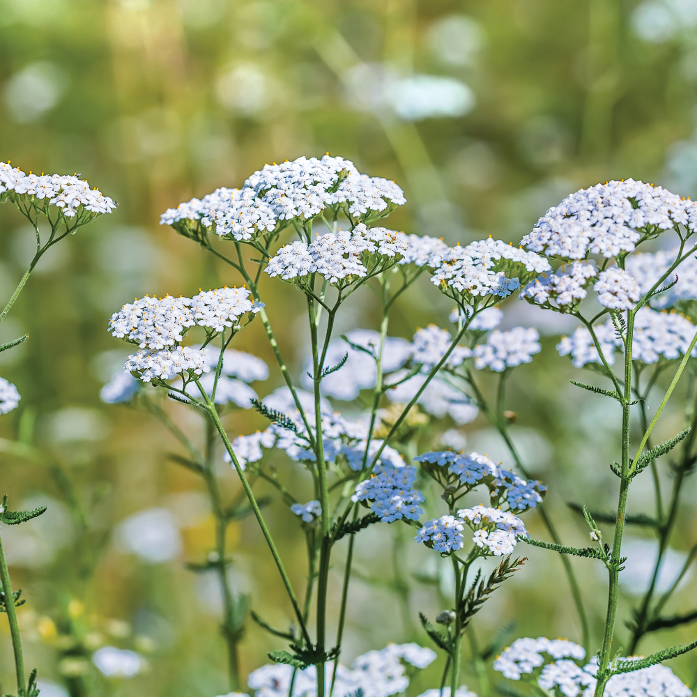 Yarrow Flower