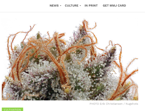 High Quality Strains for Hobbyist Growers — Cannabis Now