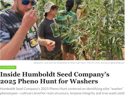 Inside Humboldt Seed Company’s 2025 Pheno Hunt for Washers — Cannabis Now