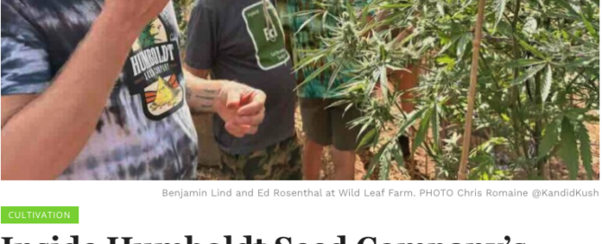 men smelling cannabis on a pheno hunt, ben lind and ed rosenthal