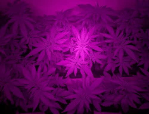Illuminating Growth: The Importance of Supplemental Lighting