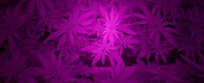 far red light used in cannabis cultivation