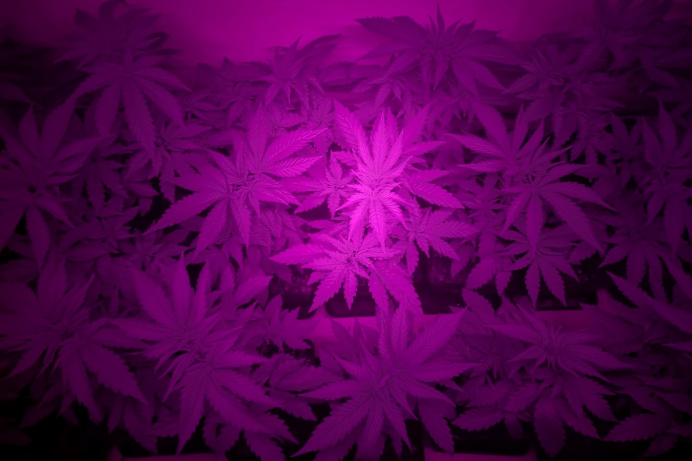 verrood licht dat wordt gebruikt bij de teelt van cannabis