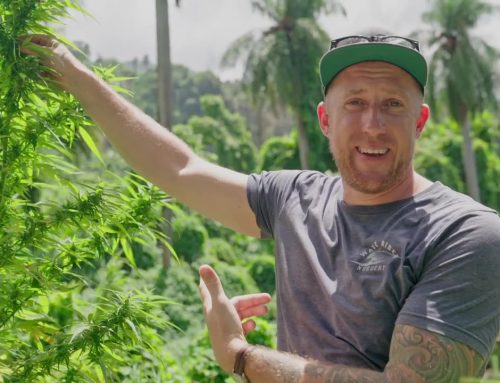 Criando suas próprias variedades de cannabis