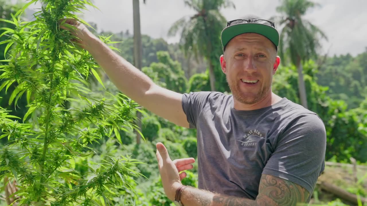 Ben Lind com plantas de cannabis cultivadas ao ar livre na Jamaica