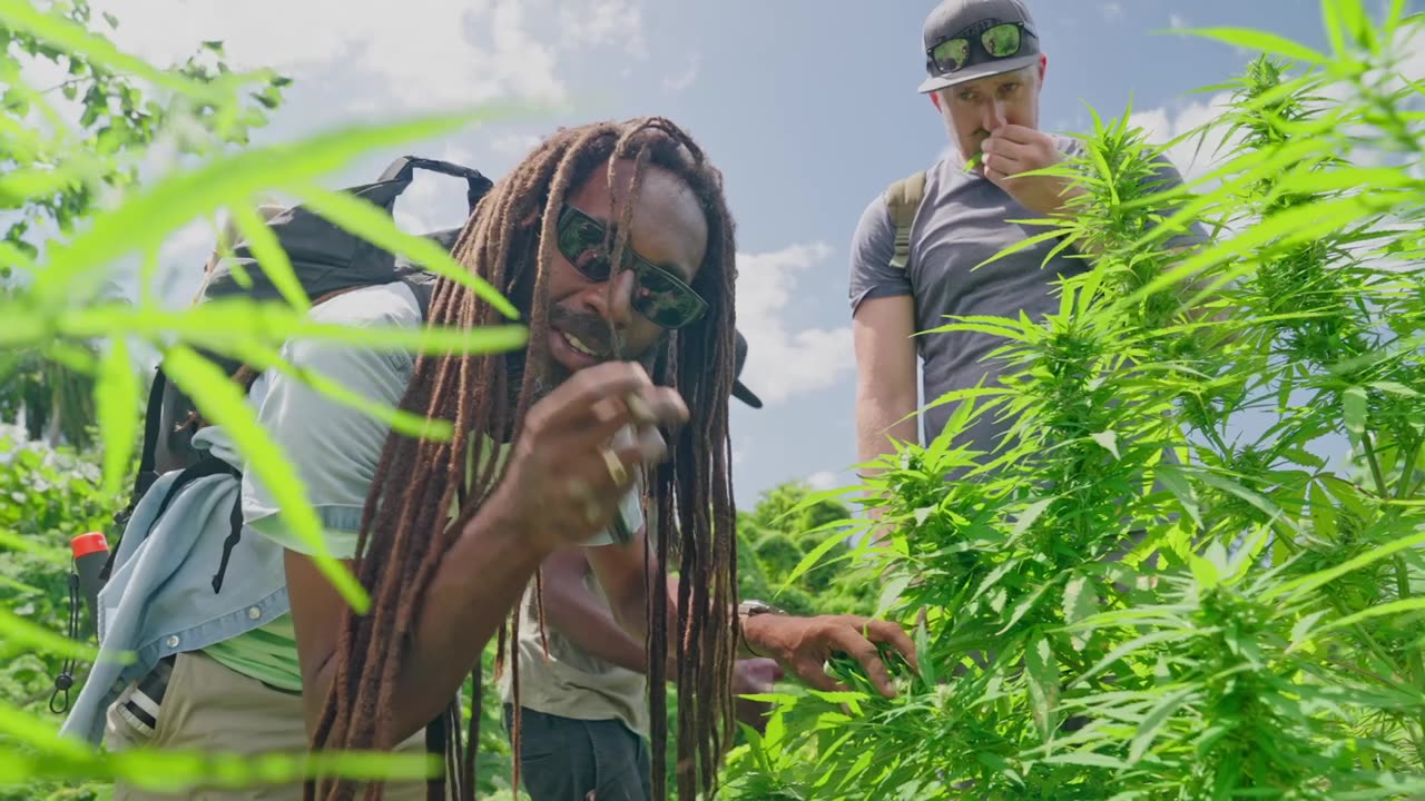 Cannabisanbau in der Karibik