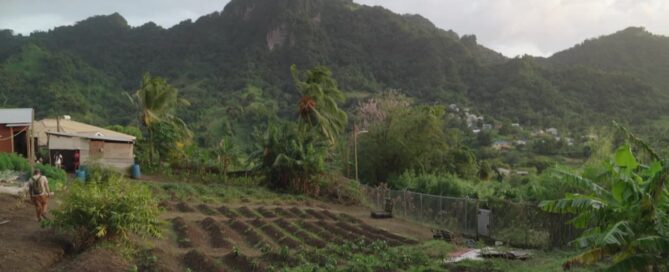 Caribbean hillside cannabis farm