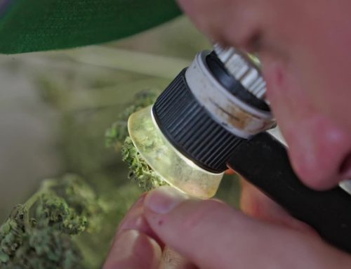 HLVd in Cannabis: The Hop Latent Viroid