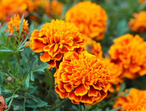 Da horta à xícara de chá: os benefícios terapêuticos das calêndulas