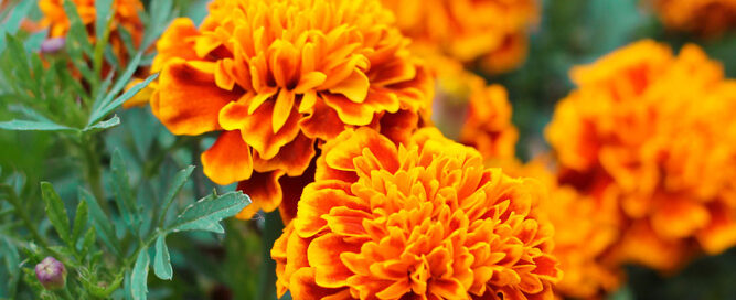 Marigold Flowers