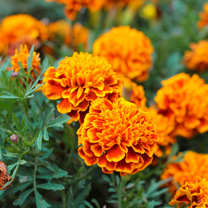 Flores de calêndula