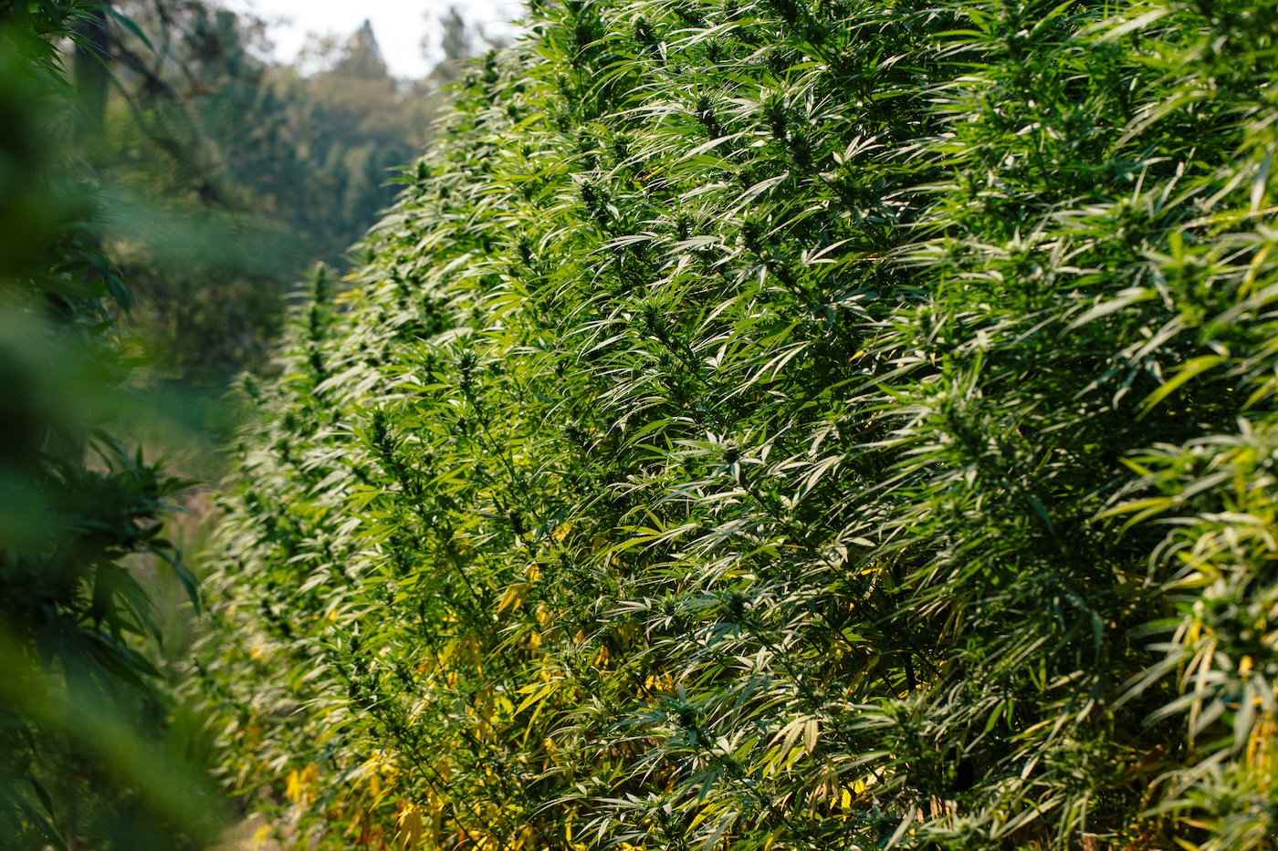 grote cannabisplanten die buiten groeien