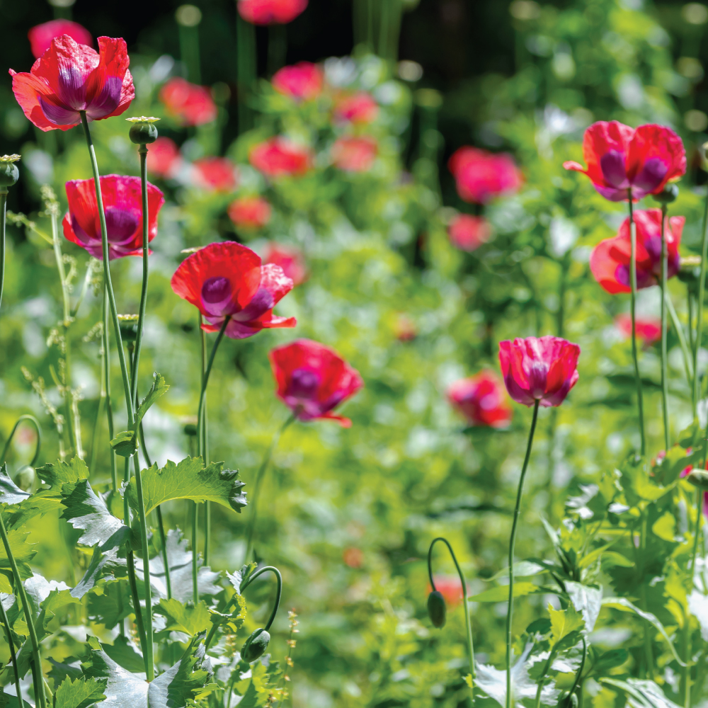 Boule de bowling Poppy