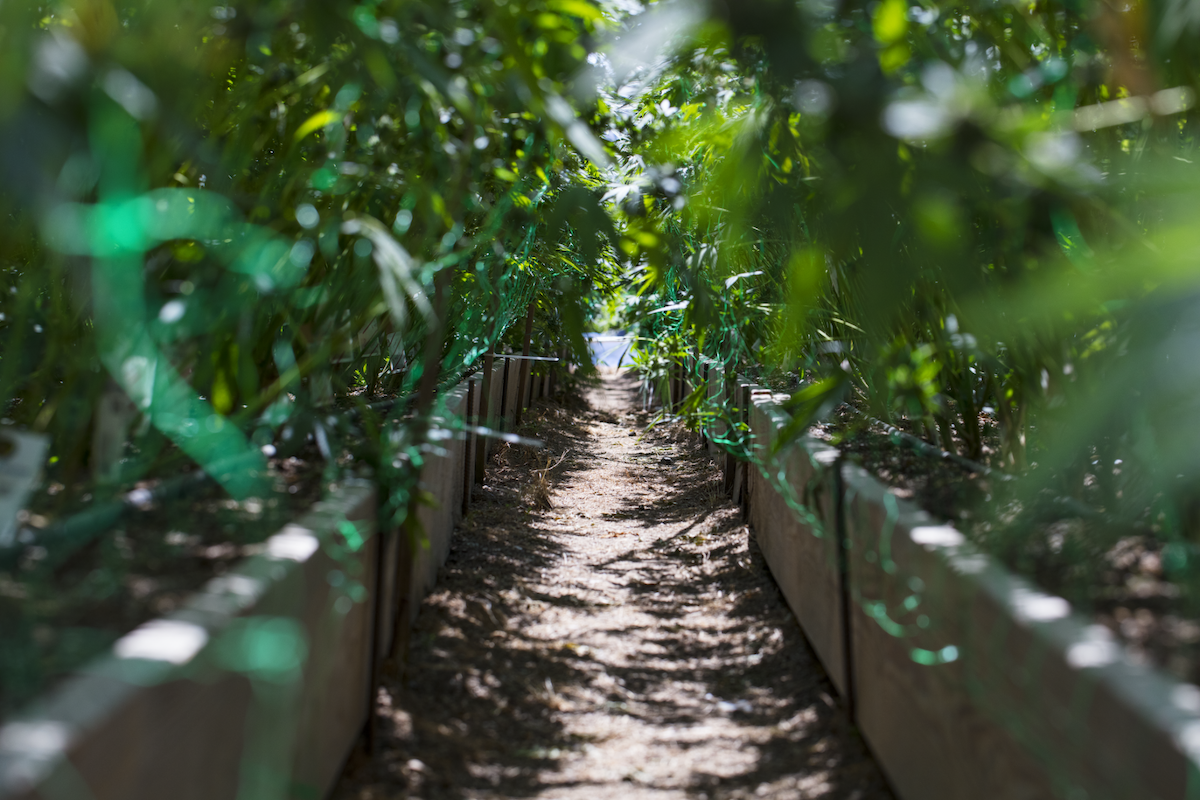 Fila de plantas de cannabis creciendo dentro de una estructura de invernadero con tierra en el suelo.
