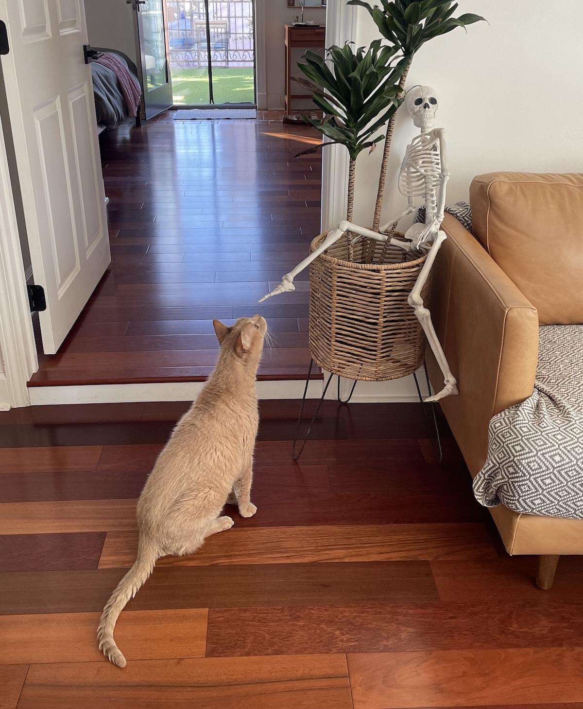 gato olhando para uma planta com um esqueleto