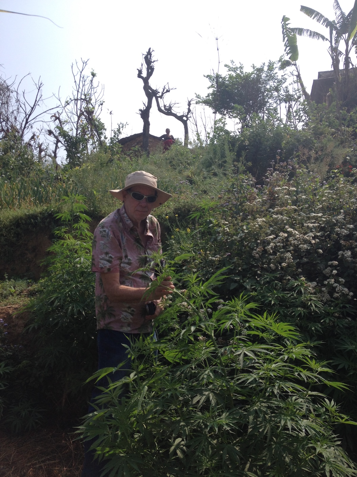 Ed Rosenthal com plantas de cannabis cultivadas ao ar livre no Nepal