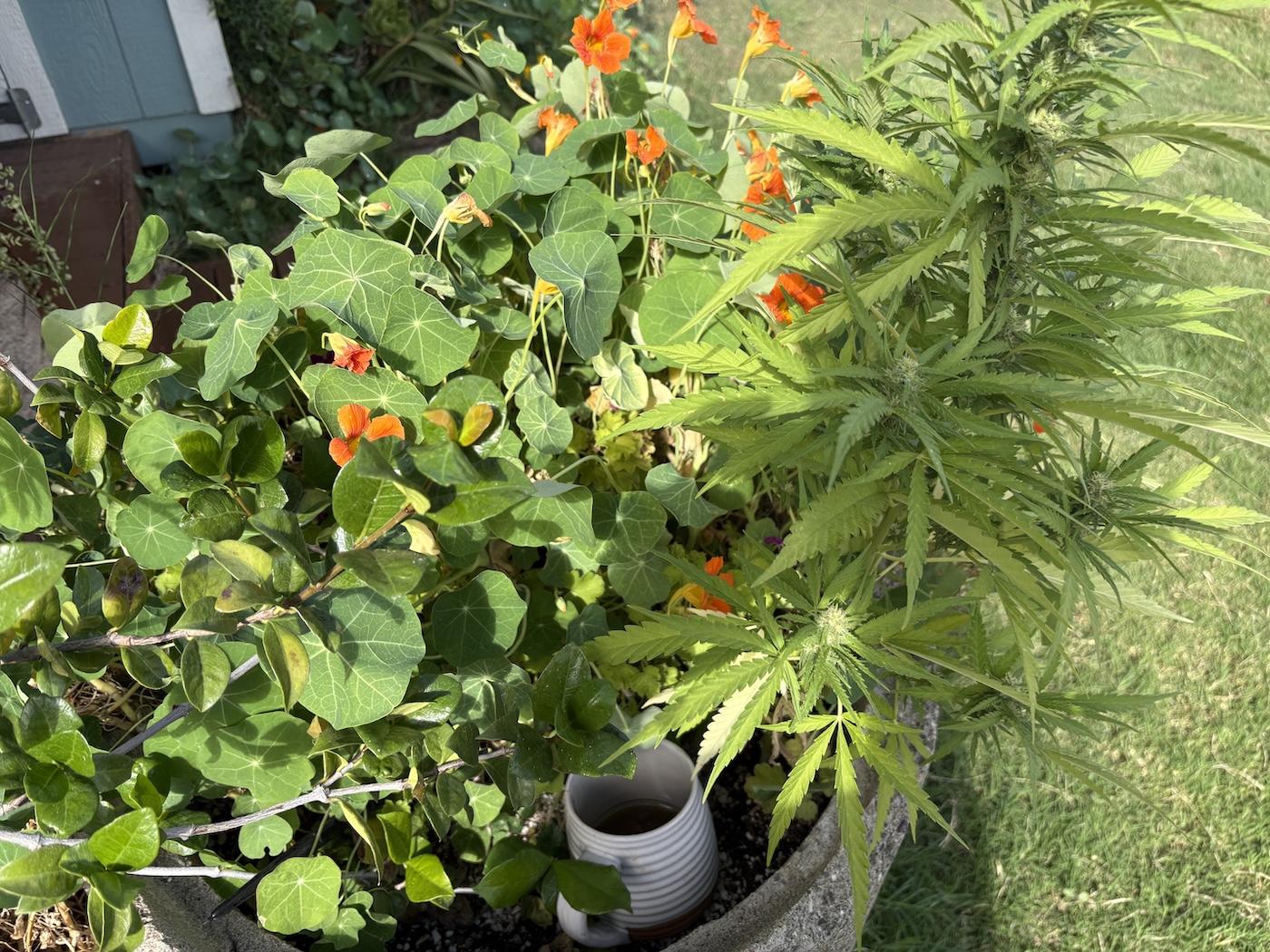 Cannabis poussant dans un pot à côté de fleurs et de plantes de jardin