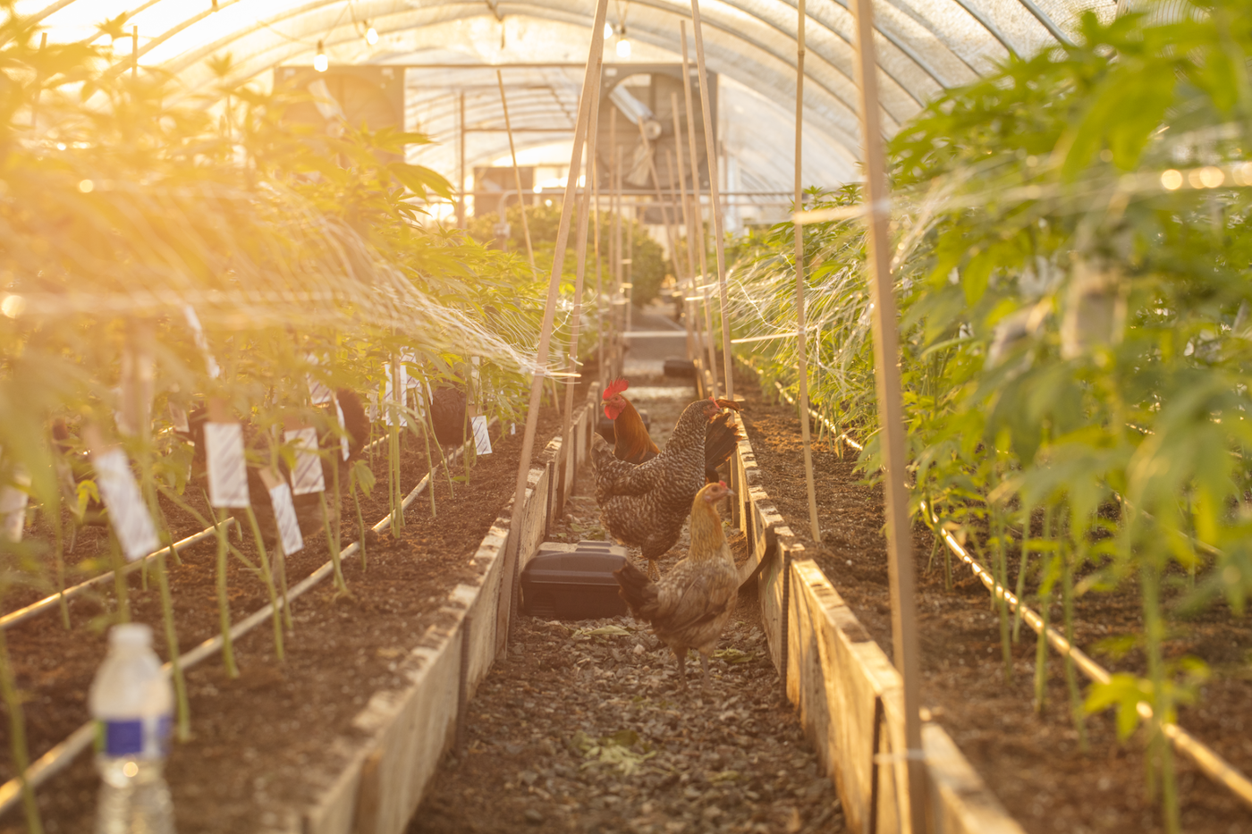 galinhas numa fazenda de cannabis na hora dourada, com os raios de sol