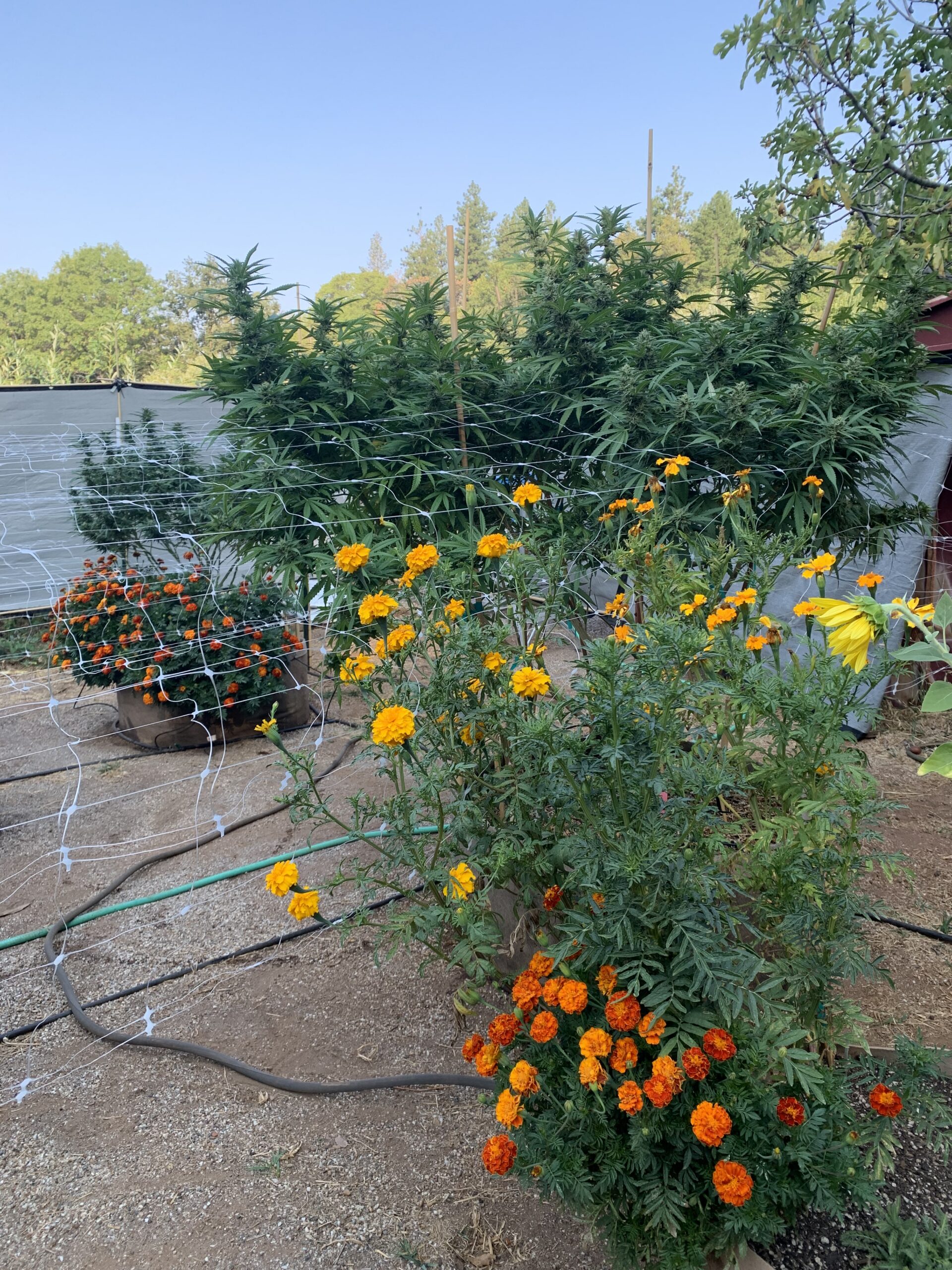 des plants de cannabis cultivés à côté de soucis et de fleurs jaunes dans le cadre d'une culture associée