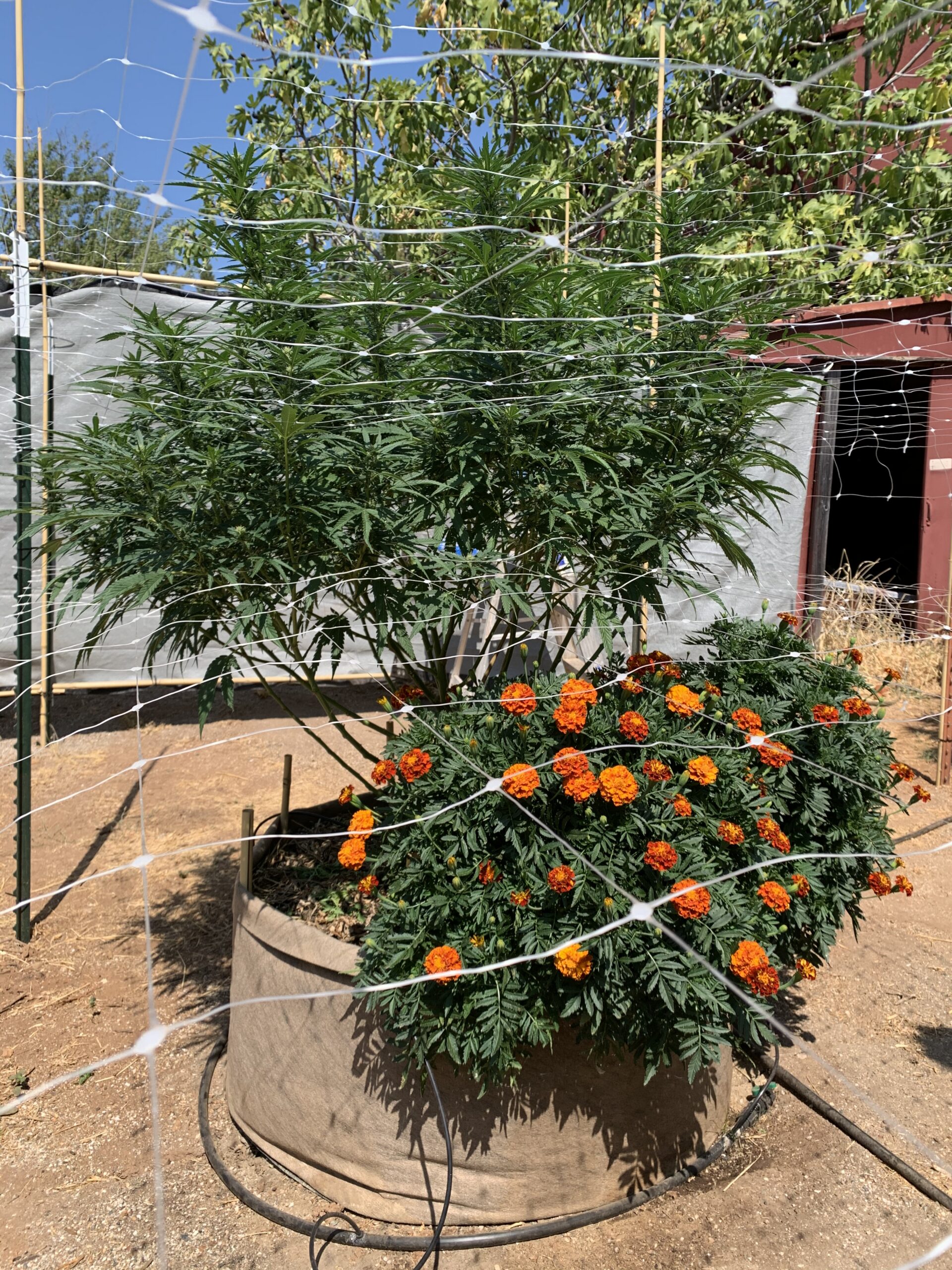 Fleurs de souci, plante compagnon du cannabis