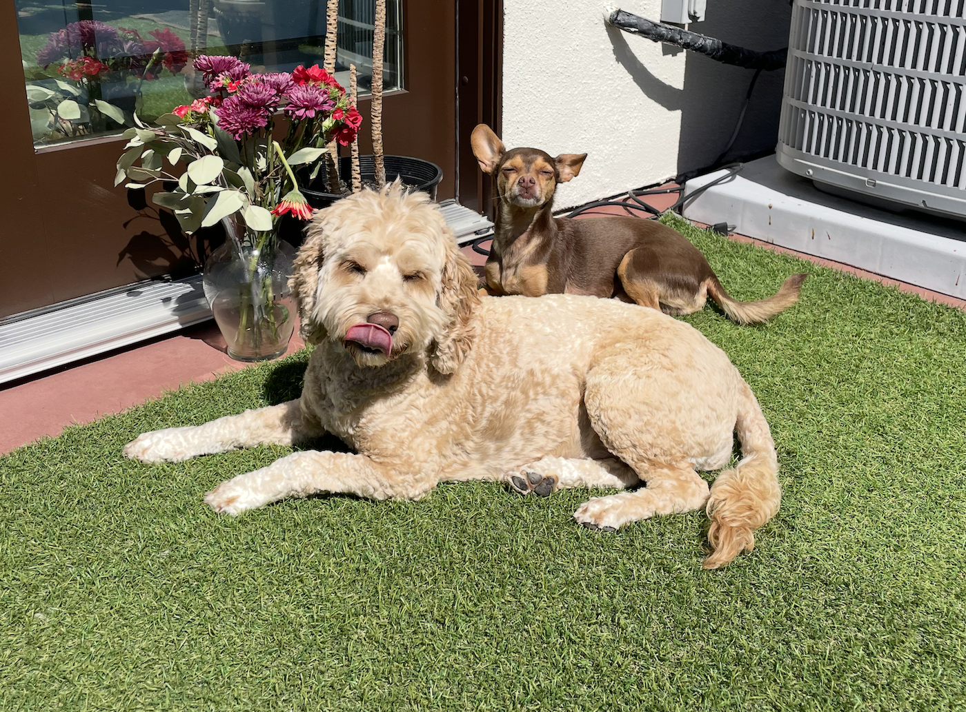 Labradoodle e chihuahua com flores no pátio