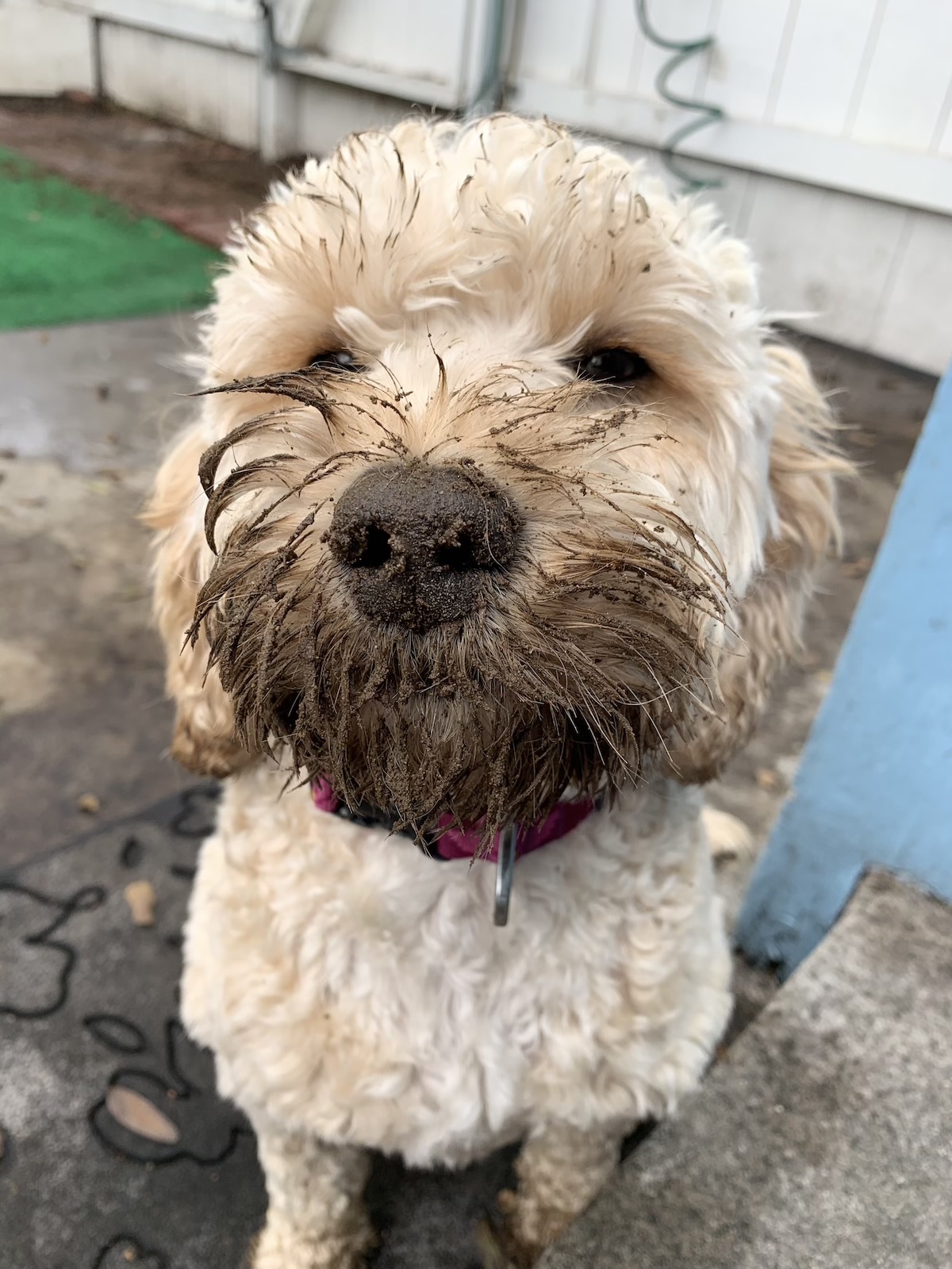 filhote de labradoodle com a boca e o nariz cobertos de terra do jardim