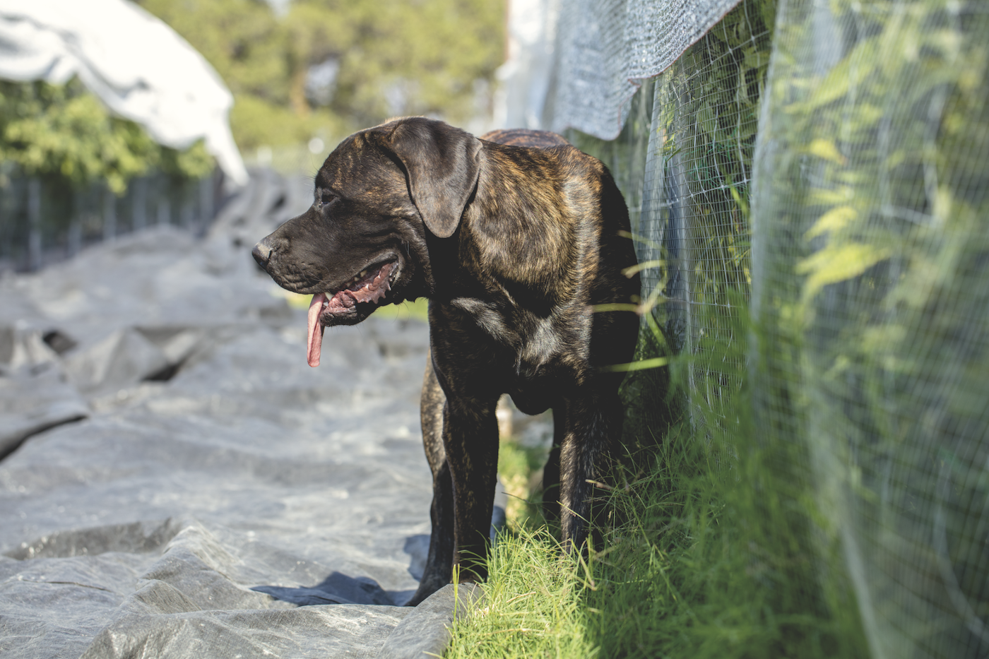 Cão da raça Cane Corso junto a plantas de cannabis em uma plantação de maconha