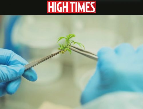 ‘Mutant Marijuana’ Is Changing How Weed Is Grown. It’s Not What You Think.