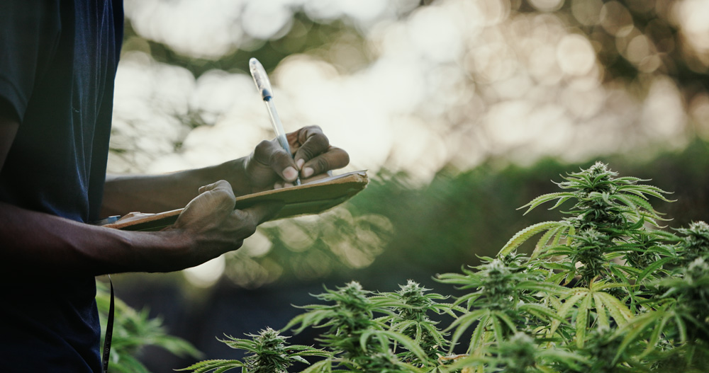 srcset="https://humboldtseedcompany.com/wp-content/uploads/2026/05/Jamaica_Stills_001_1857021-200x105.jpg