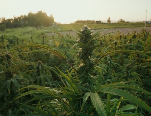 How Long Does it Take to Grow Cannabis?