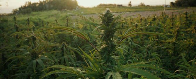Cannabis plants growing in Jamaica