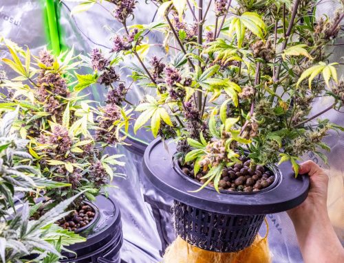 A Beginner’s Guide to Passive Hydroponics