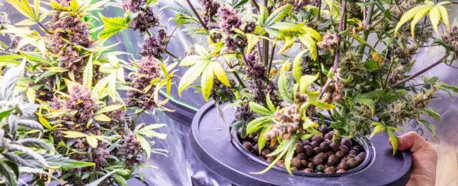 cannabis wick system for passive hydroponics indoor