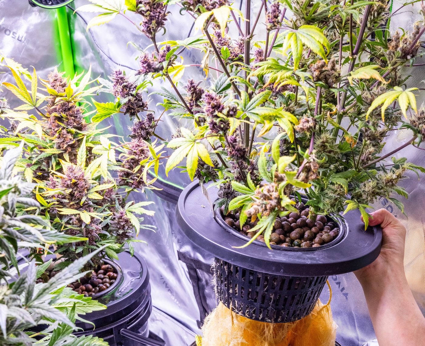 cannabis wick system for passive hydroponics indoor