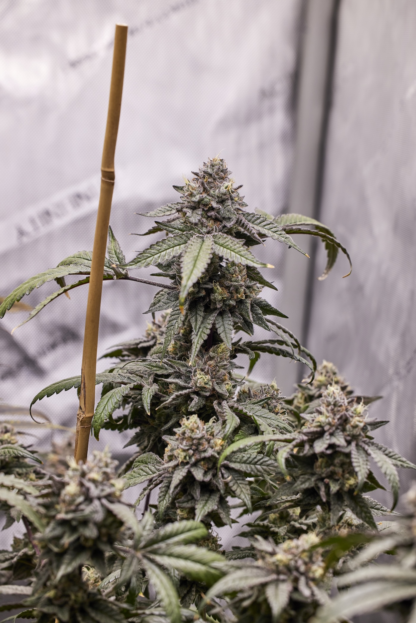 indoor cannabis plant growing in tent