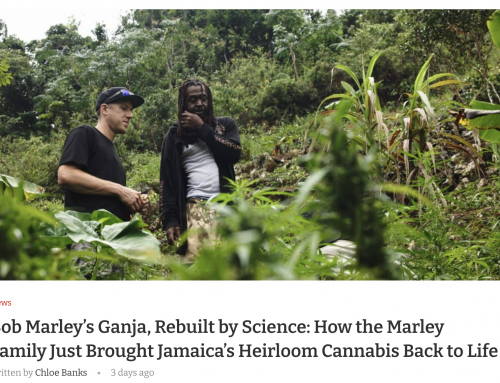 Bob Marley’s Ganja, Rebuilt by Science: How the Marley Family Just Brought Jamaica’s Heirloom Cannabis Back to Life — The Cannex