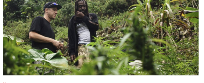 cannabis strain hunters breeding new strains