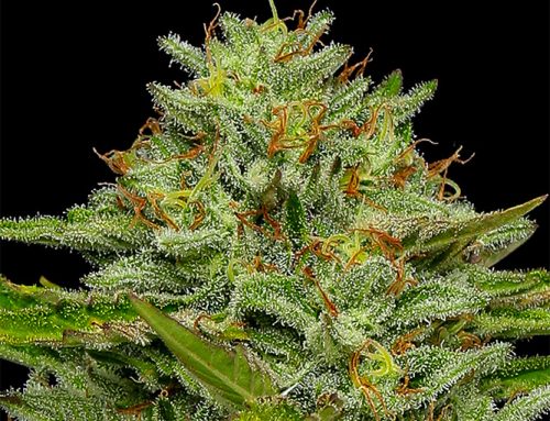 Humboldt Seed Company and Marley Family Launch “Redemption” and “One Love” Cannabis Seeds Worldwide — Live Music Blog